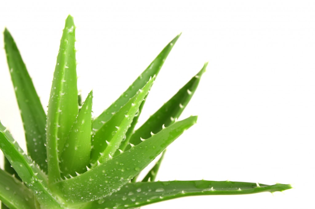 aloe vera plant