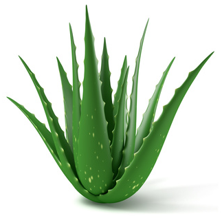 aloe vera plant