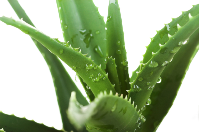 Sugars that are good for you from the aloe vera plant – part 2