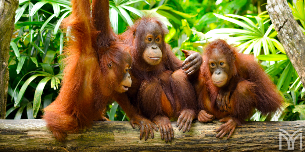 Monkey-1