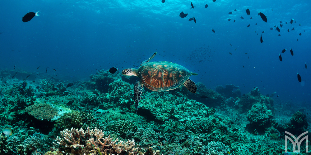 Turtle-1