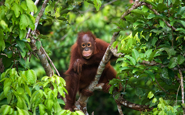Borneo Point Earners for BP6