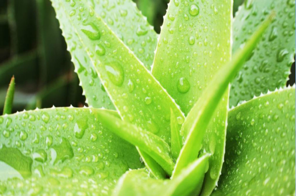 Most Aloe Vera Products Are Missing This Key Feature That Makes the Difference to Your Health